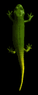 reptiles in edmonton