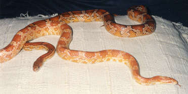 edmonton mobile reptile zoo