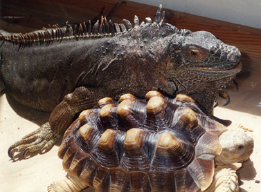 edmonton mobile animal zoo