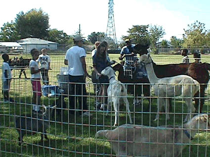 Animal zoo, Edmonton